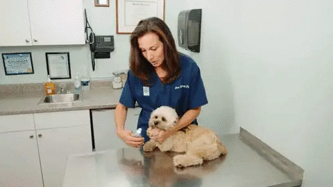 PawGuard Pro dog nail clippers with safety sensor used on a fluffy dog during grooming on Tampa Home & Garden Store