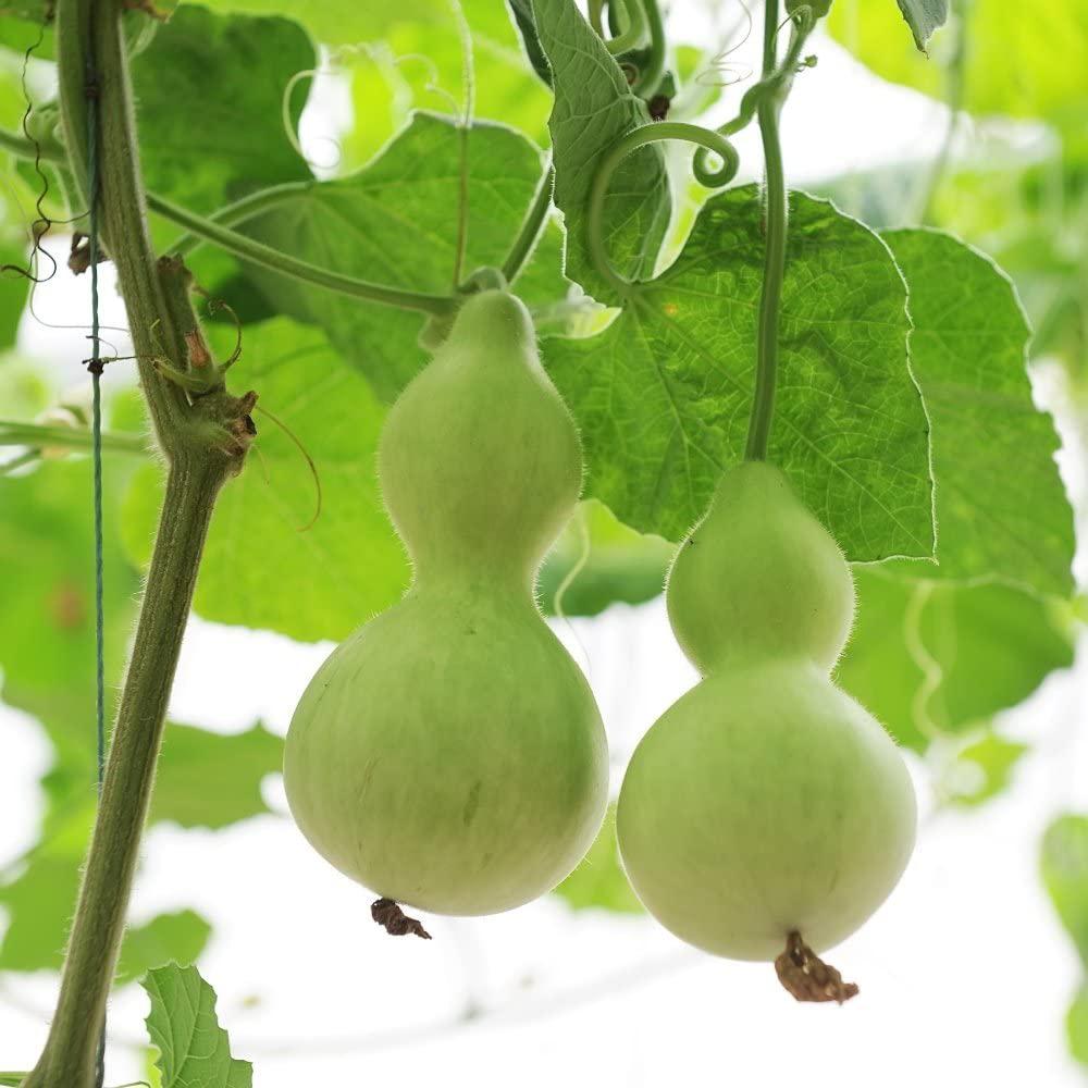 Birdhouse gourd seeds Seedtime Store on green hanging gourds with pale smooth fruits on Tampa Home & Garden Store