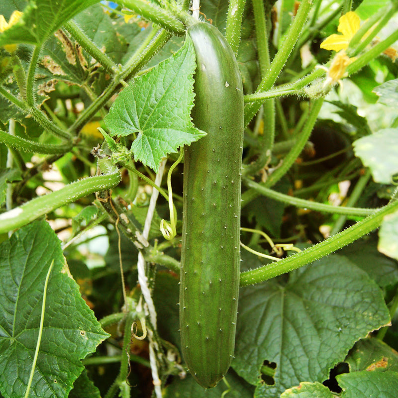 Green Finger Cucumber fruit on cucumber vine; green cucumber from Seedtime Store seeds on Tampa Home & Garden Store