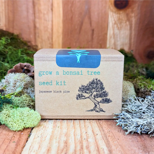 Bonsai seed kit Japanese black pine by Plantflix, brown box with blue label on Tampa Home & Garden Store