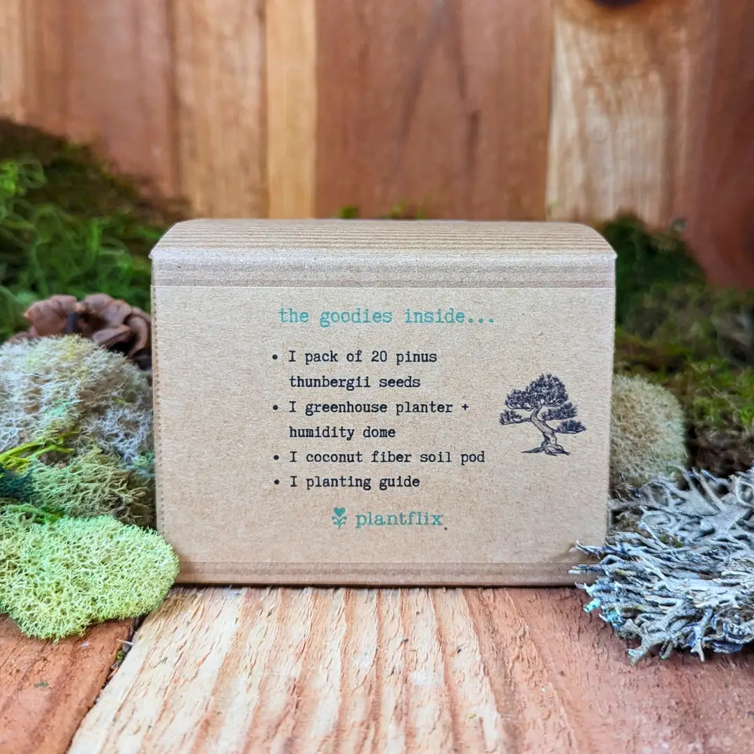 Japanese Black Pine Bonsai Seed Kit Plantflix with 20 Pinus thunbergii seeds, humidity dome planter on Tampa Home & Garden Store