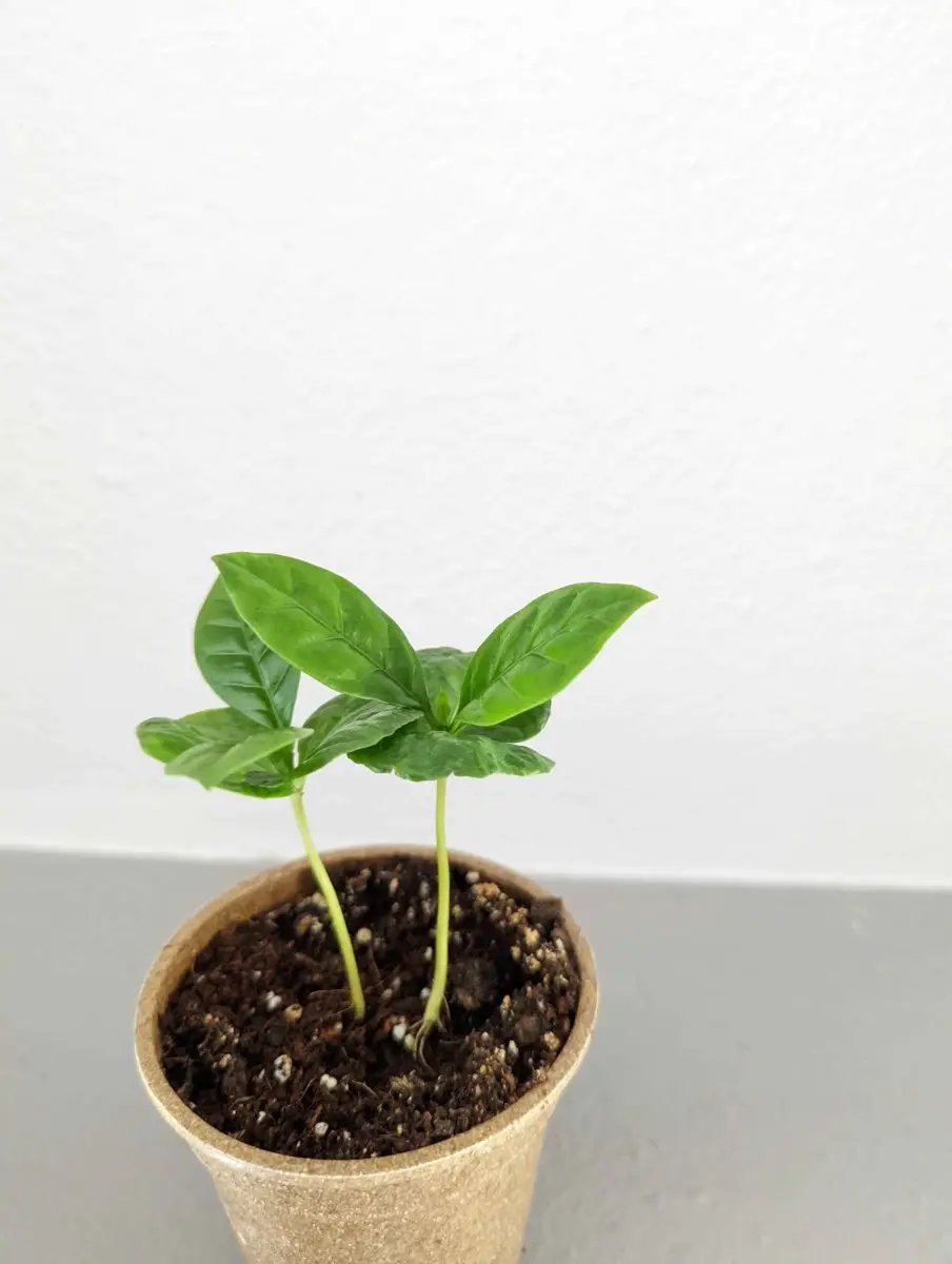 Coffee plant seed kit with two green seedlings in a biodegradable pot Plantflix houseplant seeds on Tampa Home & Garden Store