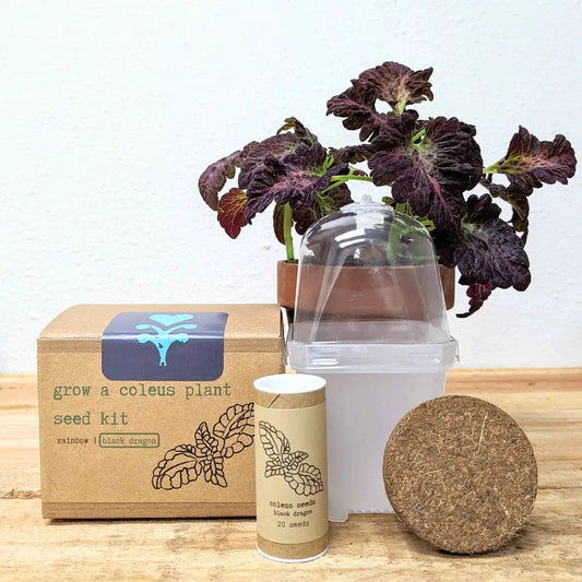 Grow a Coleus seed kit by Plantflix with black dragon seeds and disk beside coleus plant on Tampa Home & Garden Store