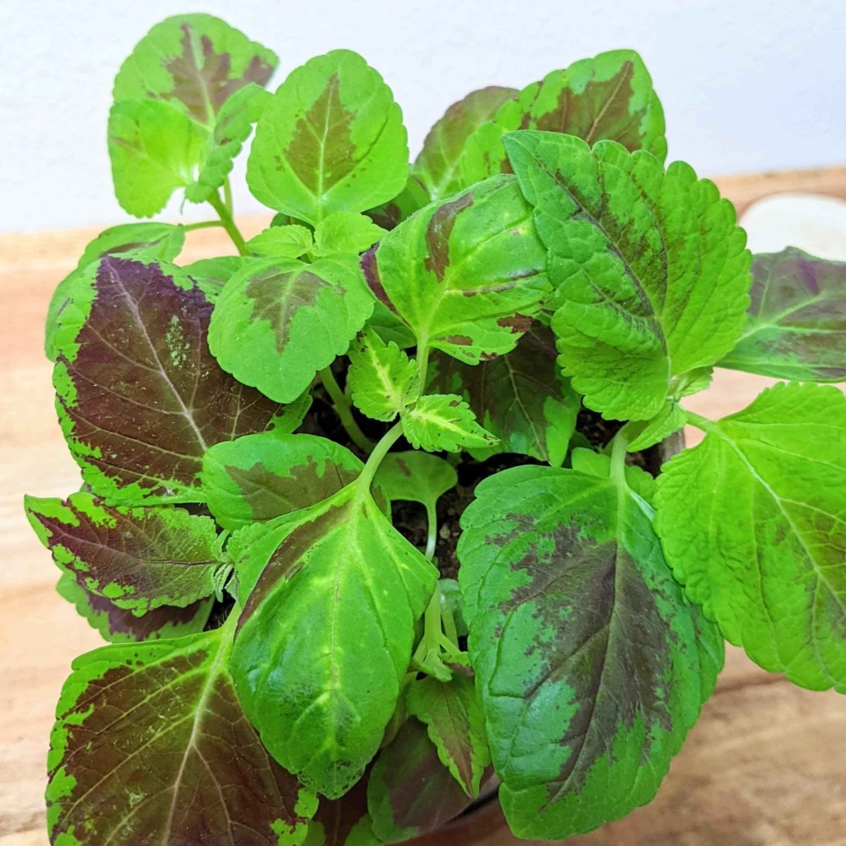 Coleus seed kit with green-purple variegated leaves Plantflix on Tampa Home & Garden Store