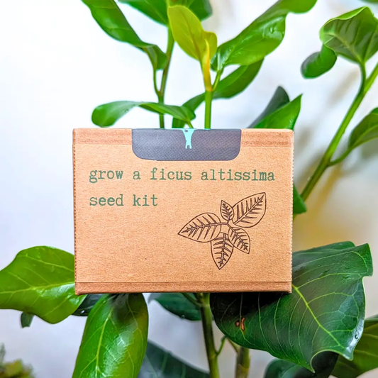 Ficus Altissima seed kit box, brown cardboard with green print, Plantflix brand on Tampa Home & Garden Store