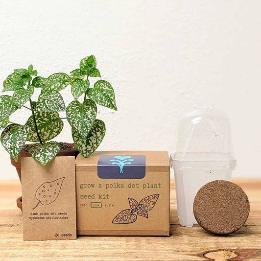 Grow a pink polka dot plant seed kit with kraft boxes and seed packet (20 seeds) on Tampa Home & Garden Store