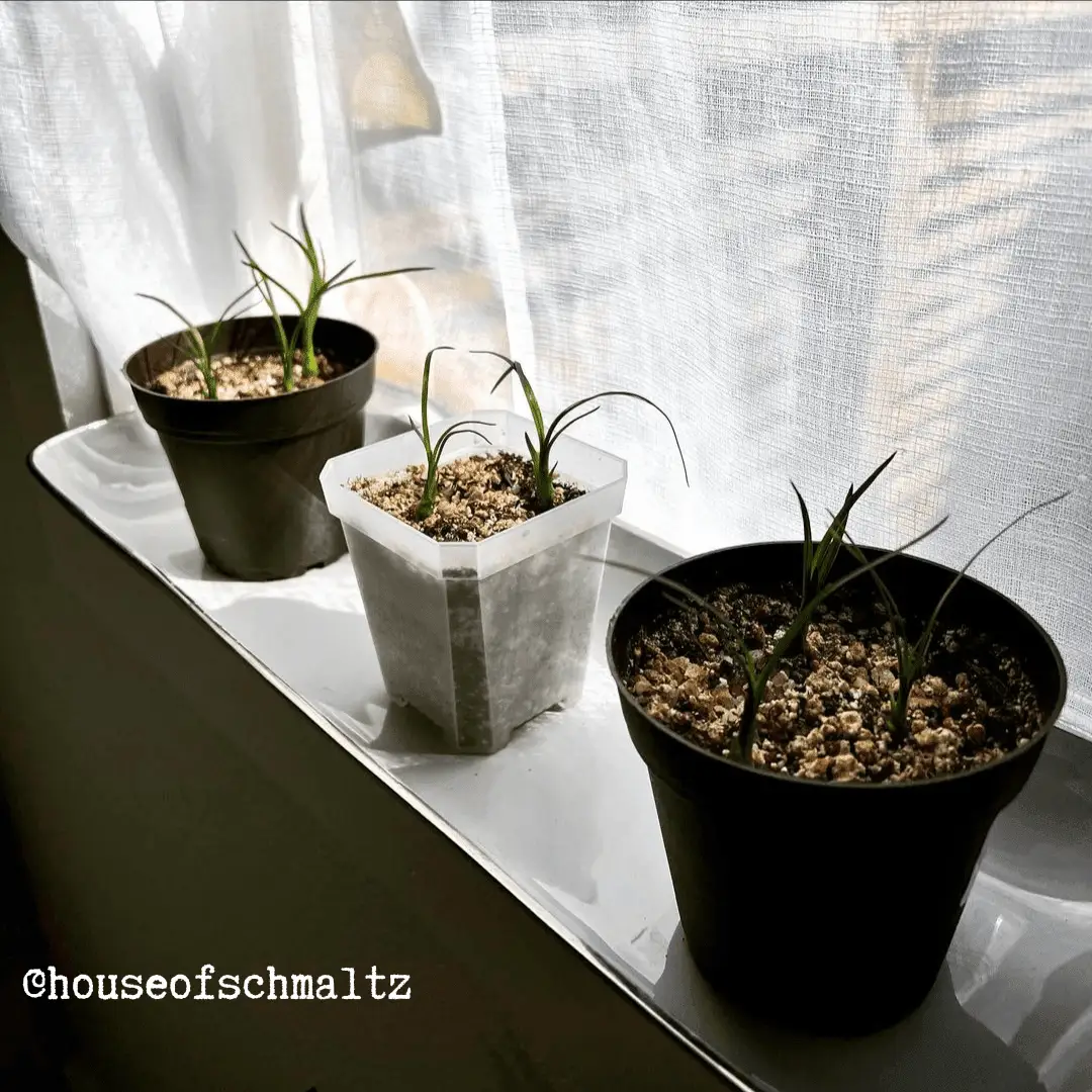Ponytail Palm Seed Kit with three seedling pots (black, white, black) Beaucarnea sprouts Plantflix on Tampa Home & Garden Store