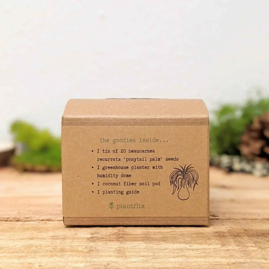 Ponytail Palm Seed Kit box by Plantflix with Beaucarnea seeds, dome, coconut fiber soil pod on Tampa Home & Garden Store