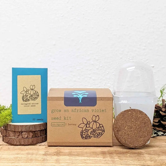 Grow an African violet seed kit with 20 variegated seeds, kraft box and coir disk starter on Tampa Home & Garden Store