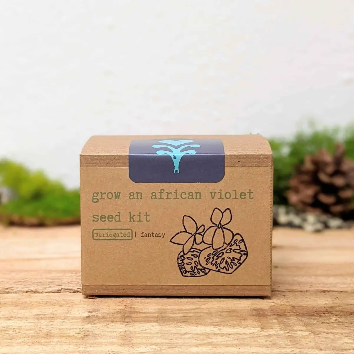 Grow an African violet seed kit in a kraft box with blue label and variegated fantasy on Tampa Home & Garden Store