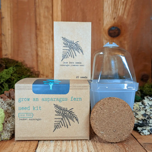 Grow an asparagus fern seed kit by Plantflix; kraft boxes with fern graphic and clear dome on Tampa Home & Garden Store