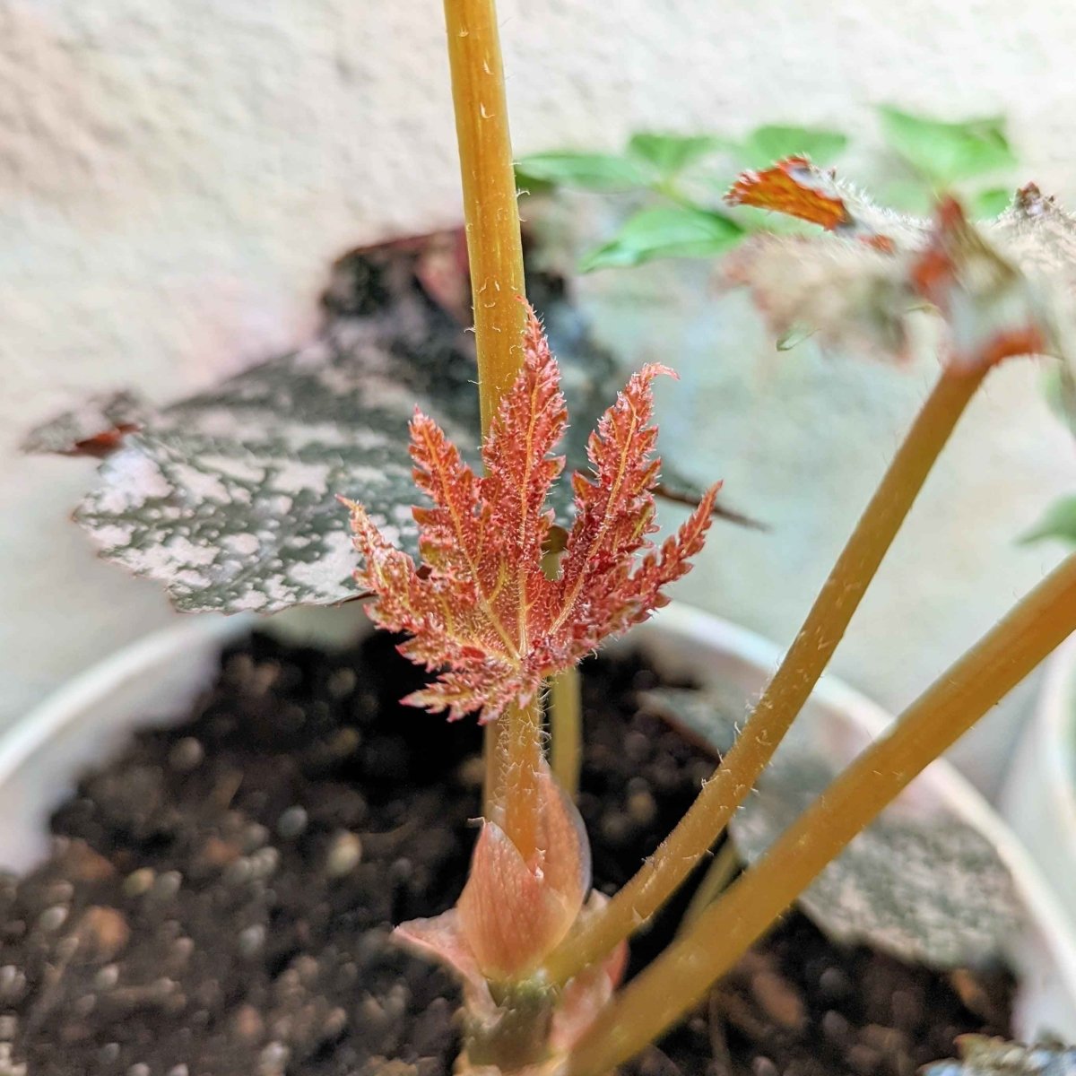 Gryphon Begonia seeds with silvery purple leaves and red new growth on yellow stems in pot on Tampa Home & Garden Store