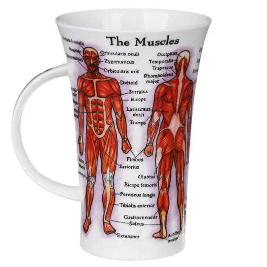 Mug The Human Body Glencoe Style in fine bone china featuring a muscular anatomy diagram on Tampa Home & Garden Store