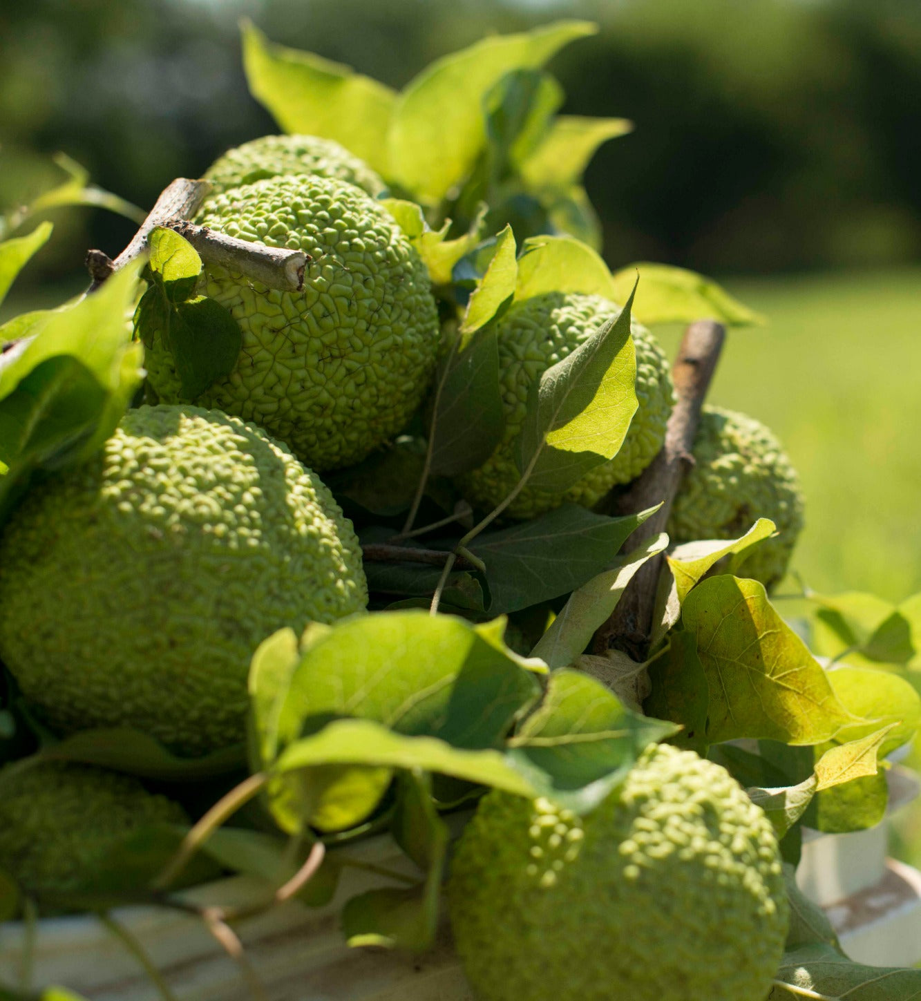 Hedge Apples/Osage Oranges green bumpy fruits with leaves in a basket on Tampa Home & Garden Store