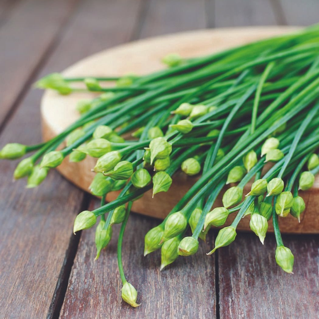 Garlic chives seeds bundle with slender green stems and unopened flower buds on Tampa Home & Garden Store