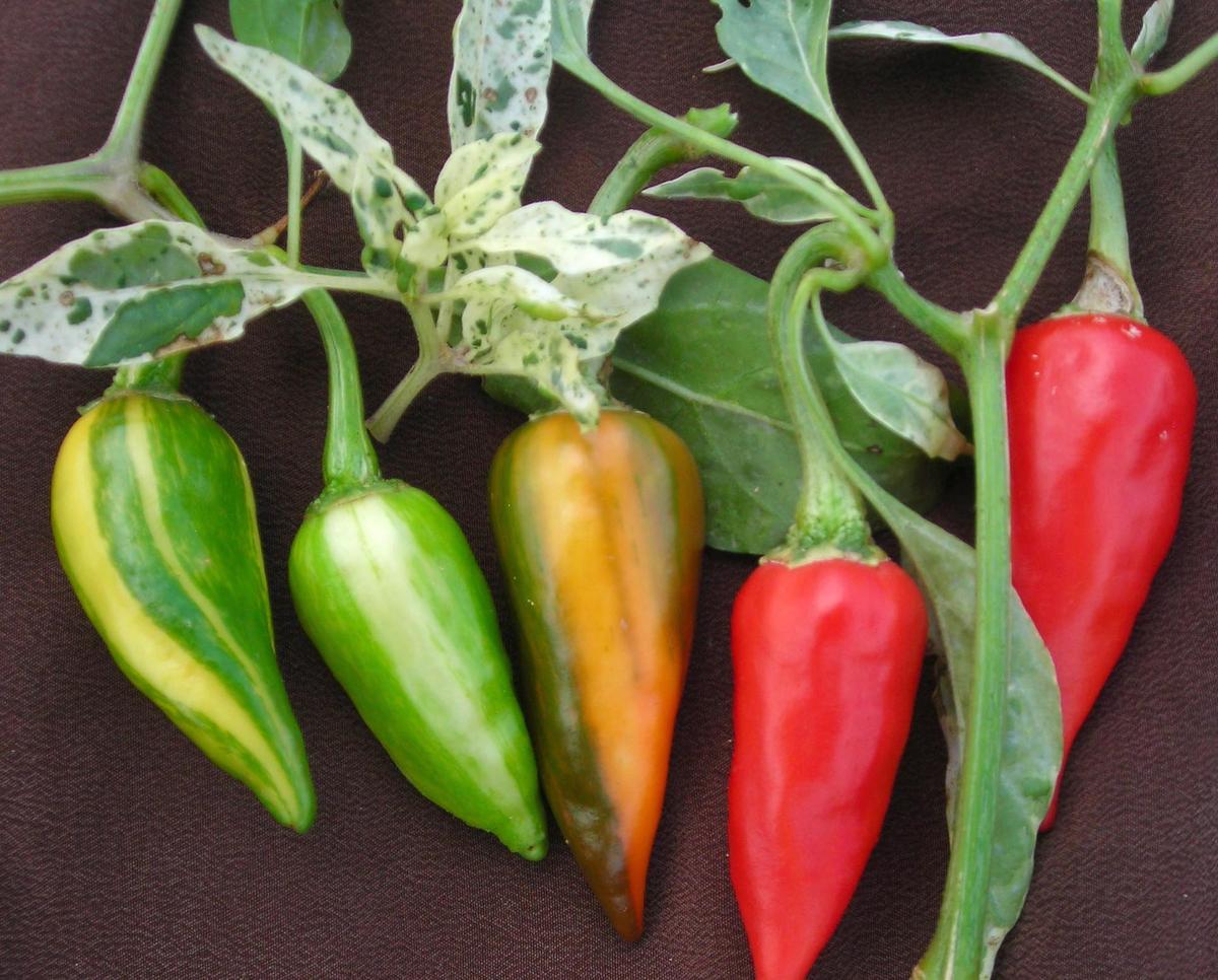 Fish Hot Pepper seeds; peppers in green, orange and red on a vine with variegated leaves on Tampa Home & Garden Store