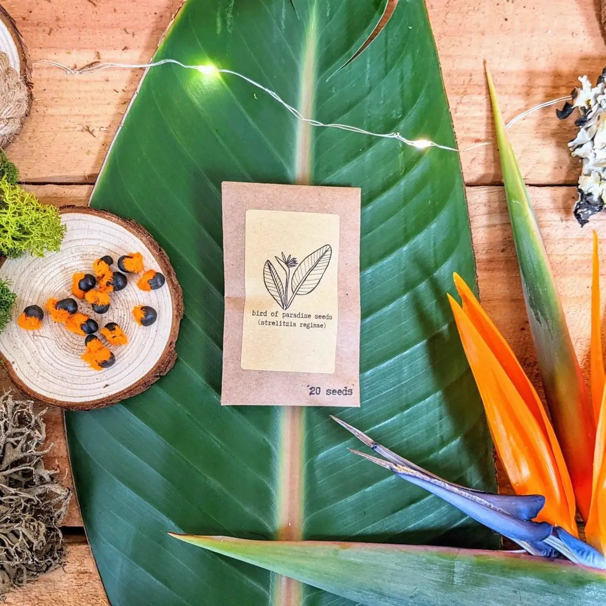 Houseplant Buff seed packet Bird of Paradise seeds (Strelitzia reginae), 20 seeds on tropical leaf backdrop on Tampa Home & Garden Store