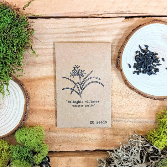Plantflix tulbaghia violacea society garlic seed packet 20 seeds on kraft paper on Tampa Home & Garden Store