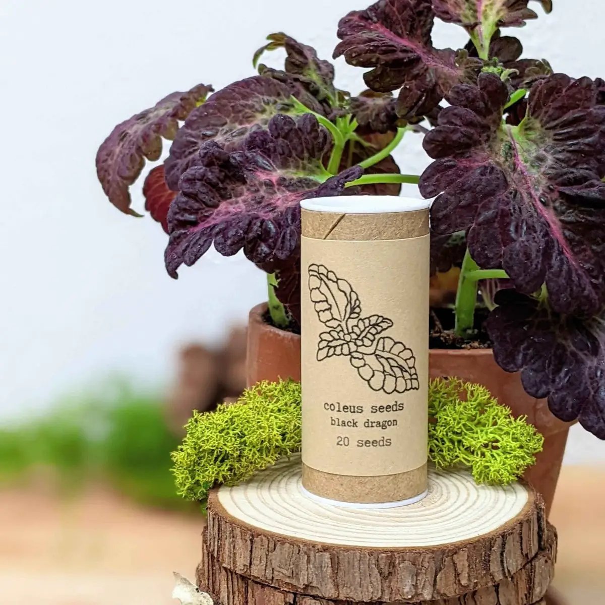 Houseplant seeds Coleus Black Dragon, 20 seeds in kraft tube Plantflix on Tampa Home & Garden Store