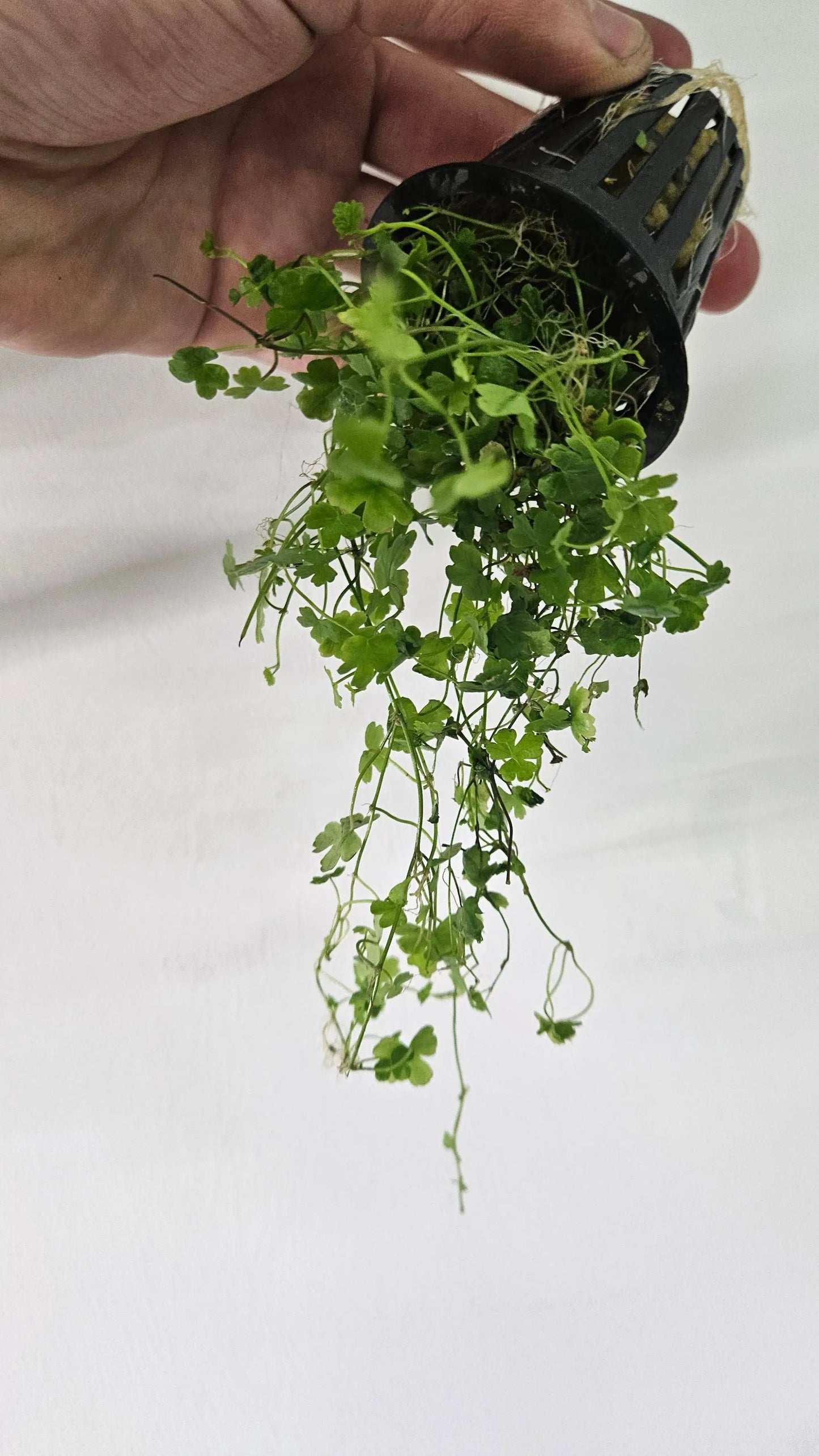 Hydrocotyle Tripartita Japan Potted - Tampa Home & Garden Store