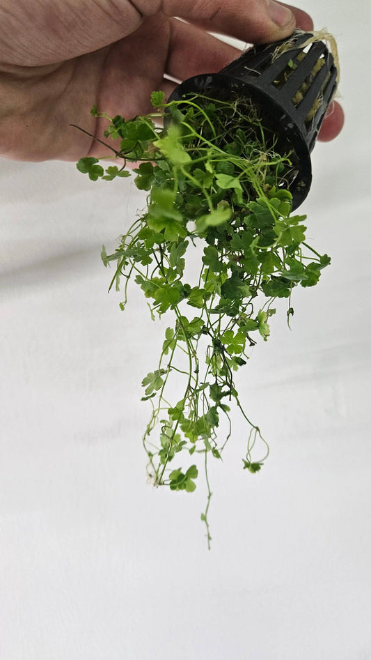 Hydrocotyle Tripartita Japan potted aquatic plant by AquaHorizon with trailing green stems on Tampa Home & Garden Store