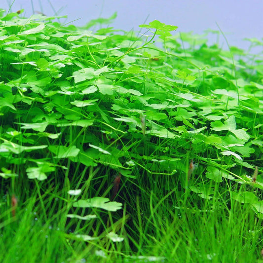 Hydrocotyle Tripartita Japan - Tampa Home & Garden Store