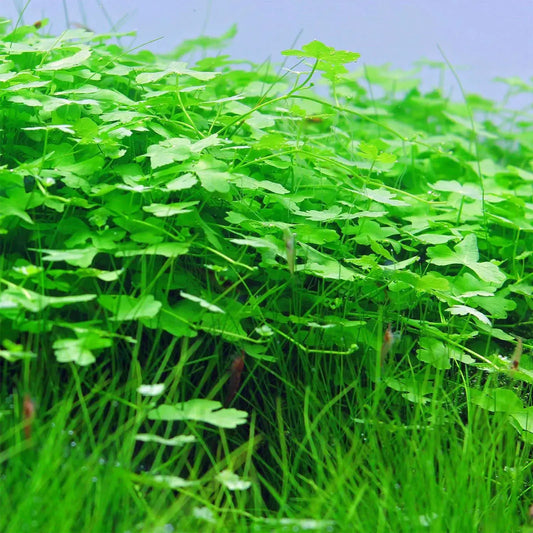 Hydrocotyle tripartita Japan aquatic plant with dense green leaves and trailing stems on Tampa Home & Garden Store