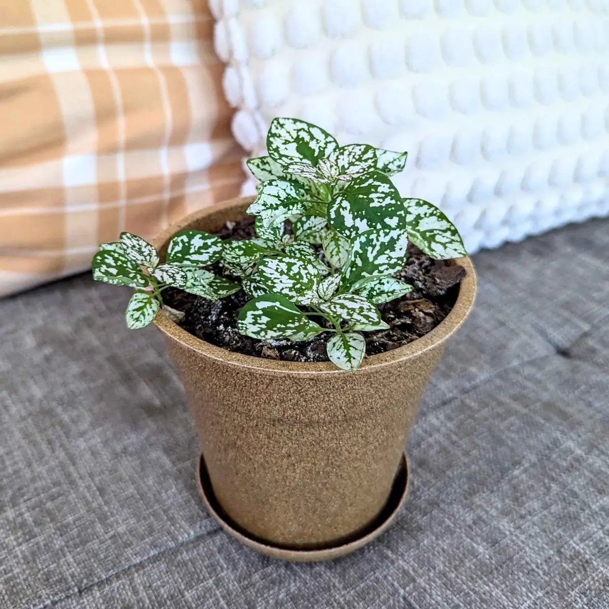 Hypoestes Polka Dot Plant Seed Pack green and white speckled leaves in a small pot Plantflix on Tampa Home & Garden Store