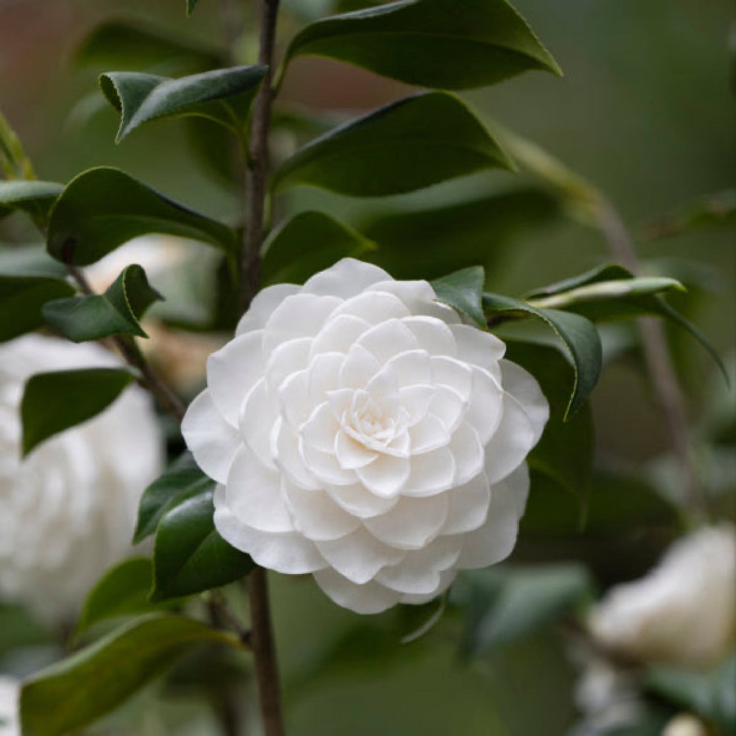 Sea Foam Camellia plant with white double blooms and glossy green leaves by Live Good Logistics on Tampa Home & Garden Store