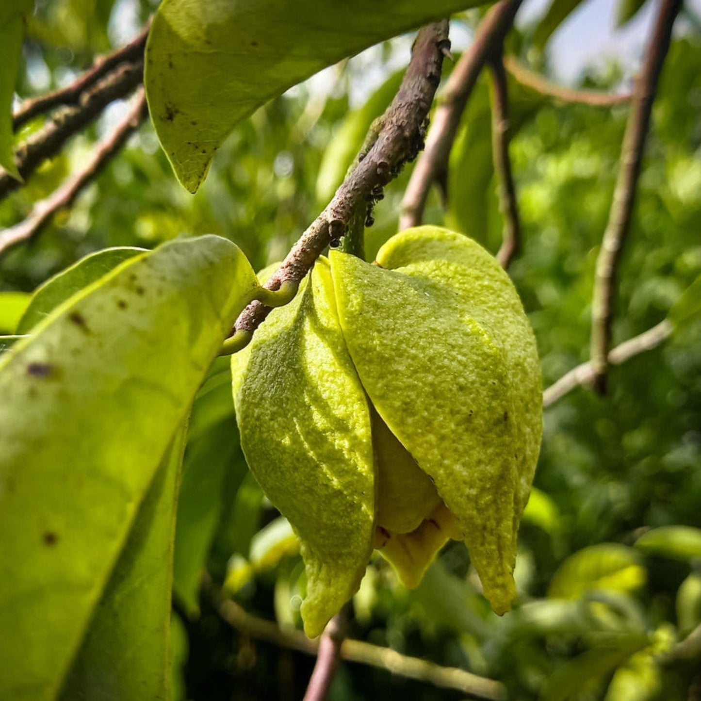 Soursop plant with green leaves on woody stems, Live Good Logistics indoor/outdoor plant on Tampa Home & Garden Store