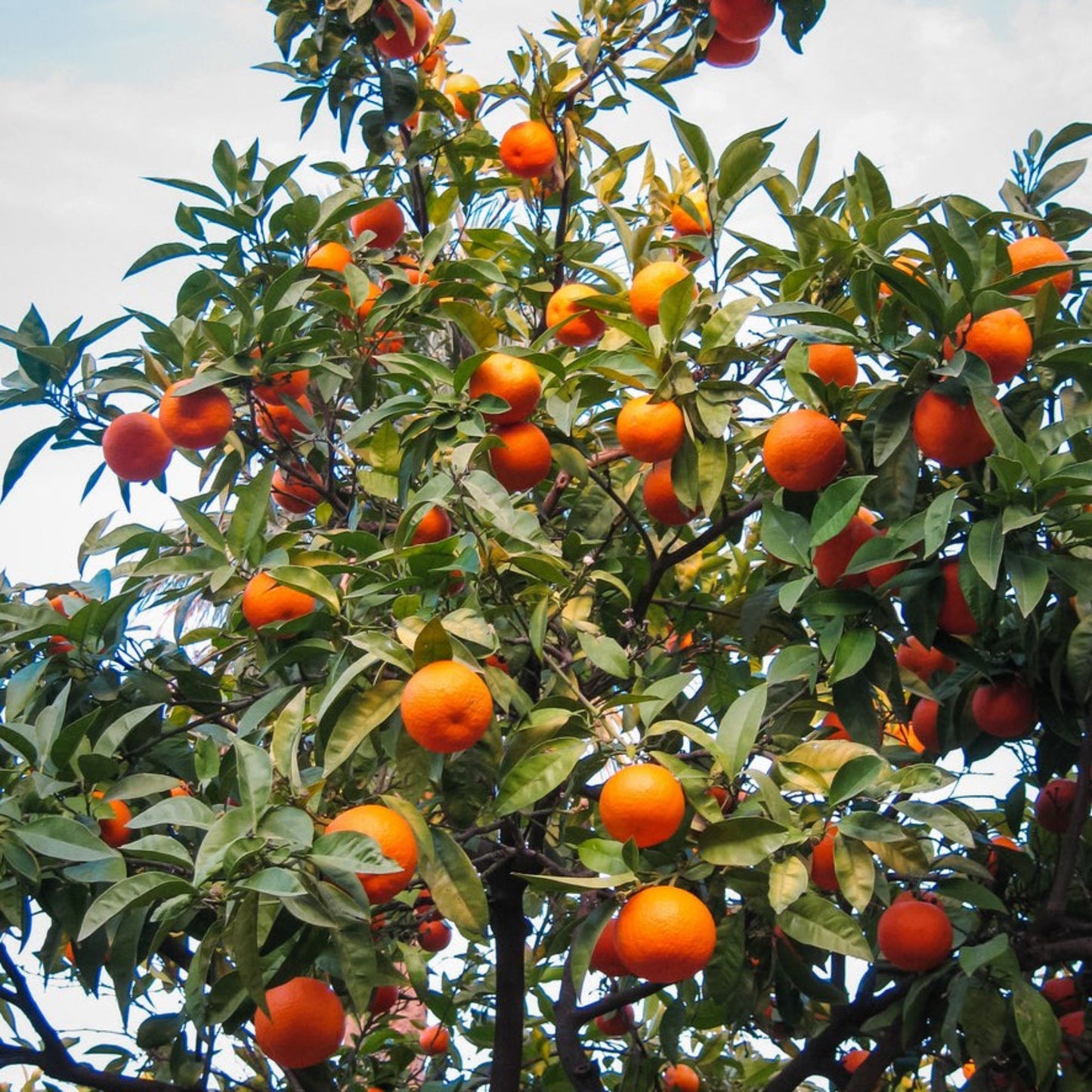 Cara Cara Orange Tree plant with ripe oranges and glossy green leaves, Live Good Logistics indoor & outdoor plants on Tampa Home & Garden Store