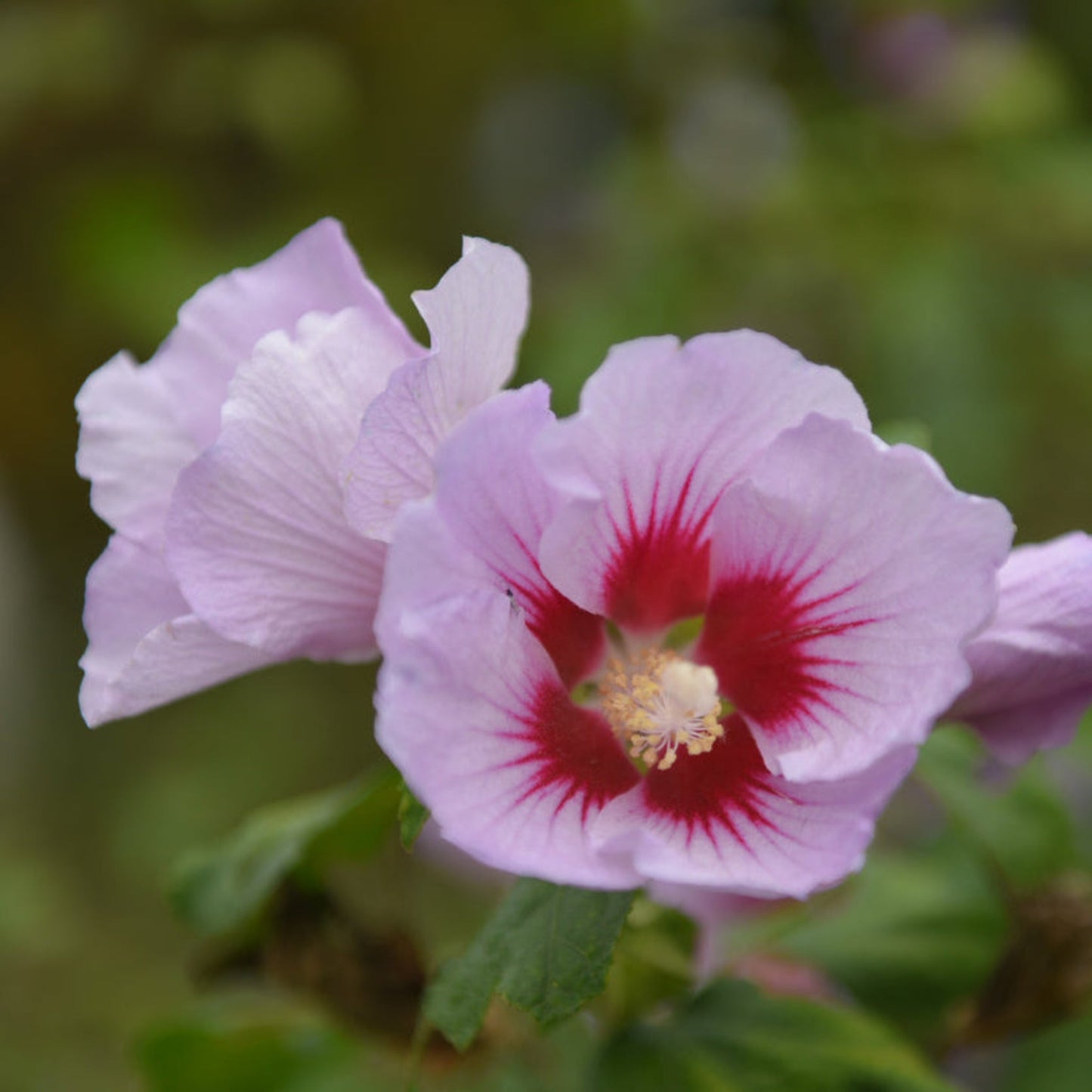 Purple Pillar® Rose of Sharon bloom with lavender petals and red eye, Live Good Logistics plant on Tampa Home & Garden Store