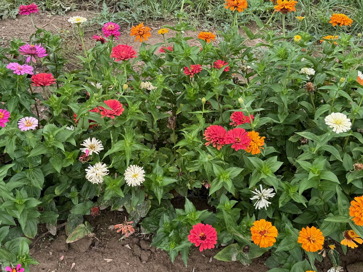 Zinnia California Giants seeds in garden pink red orange and white blooms Seedtime Store on Tampa Home & Garden Store