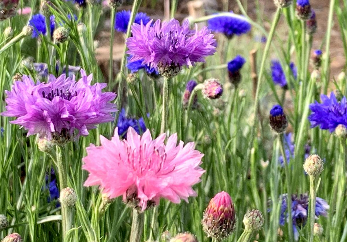 Bachelor Button Seeds Seedtime Store, pink purple blue blooms in a garden bed display on Tampa Home & Garden Store