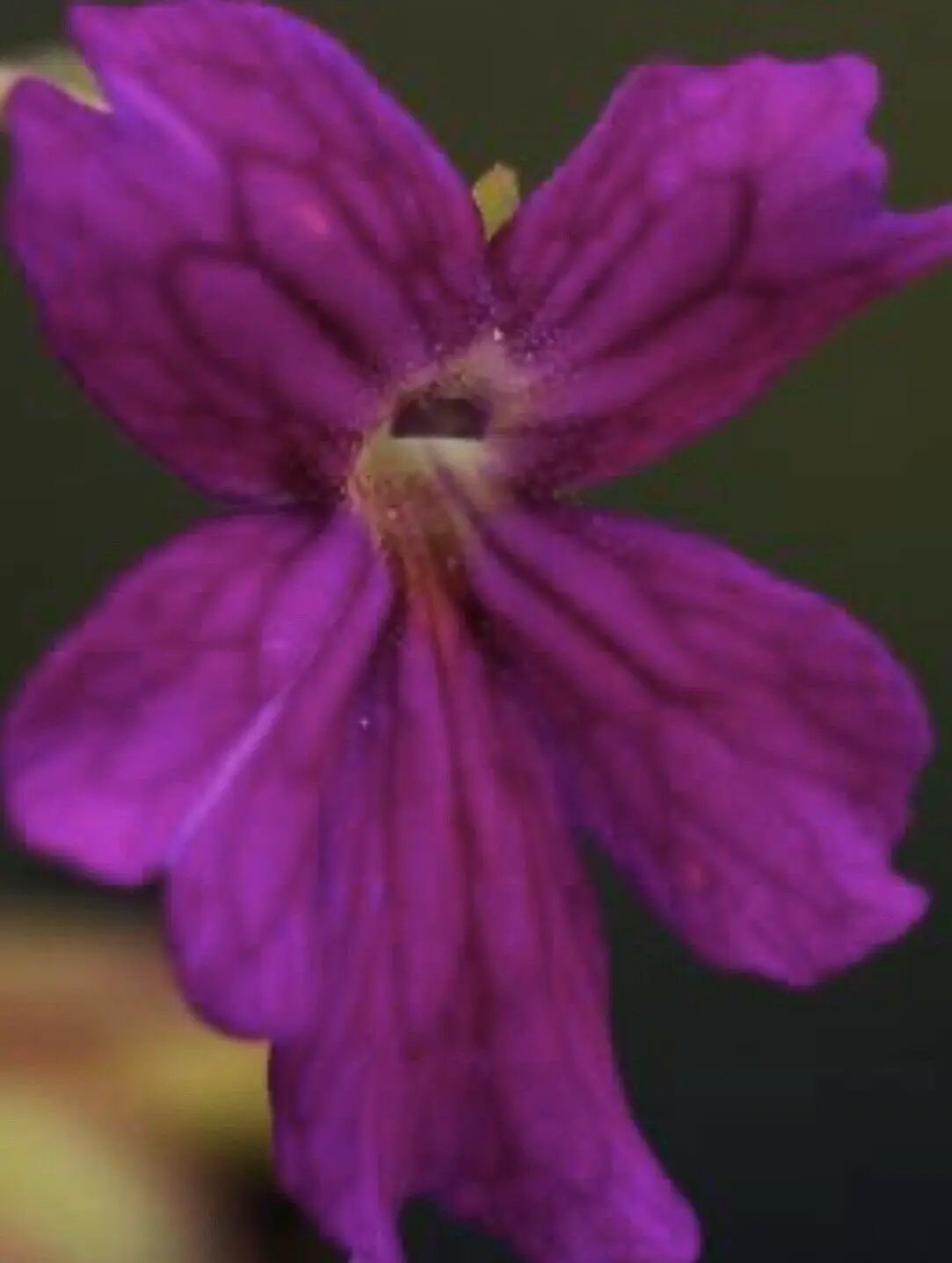 Pinguicula laueana x emarginata - Tampa Home & Garden Store
