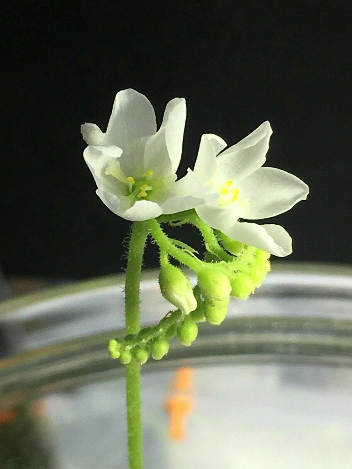 Drosera capensis alba white flower fungus gnat catcher, potted carnivorous plant on Tampa Home & Garden Store