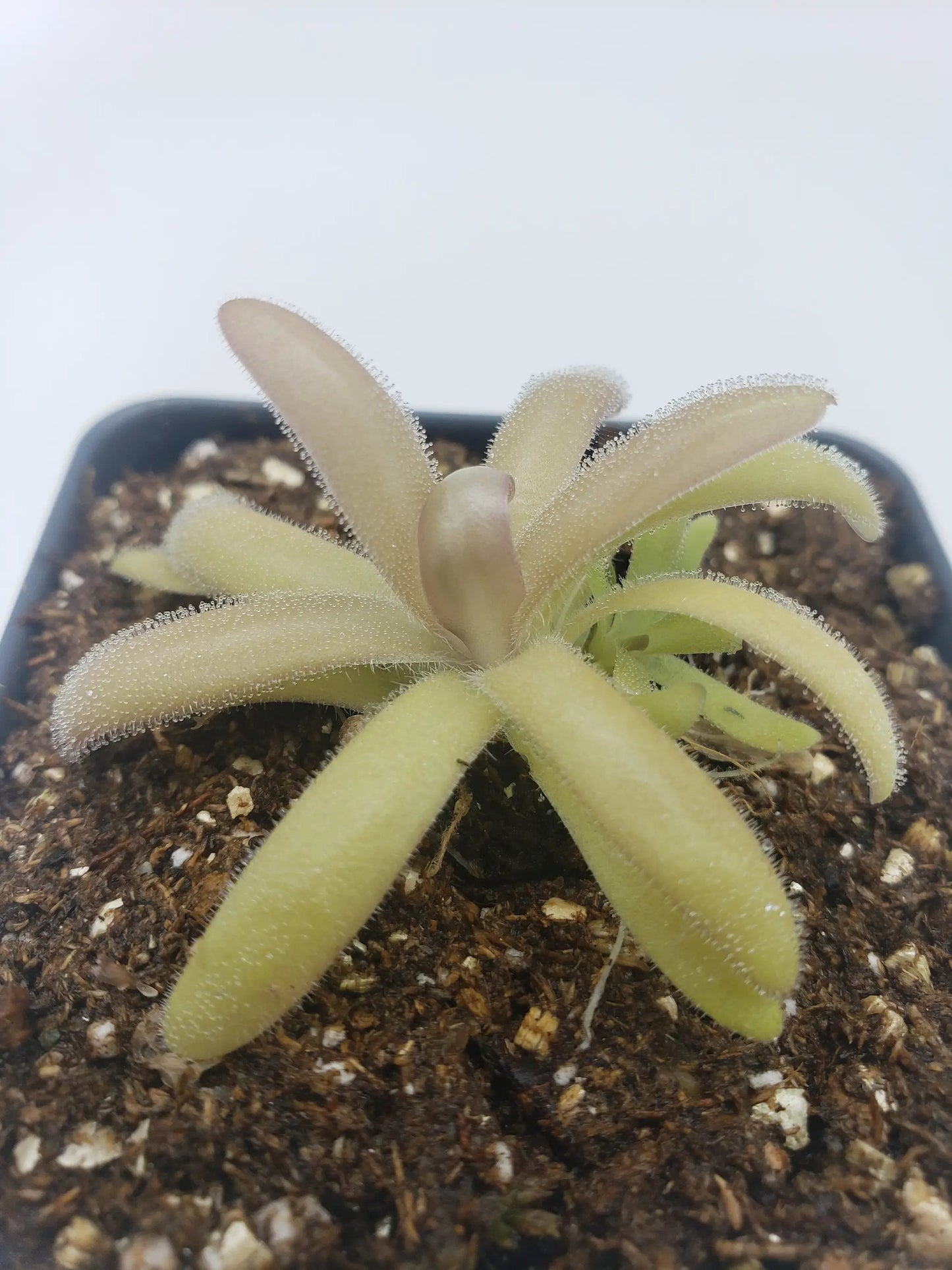 Pinguicula agnata x gypsicola - Tampa Home & Garden Store