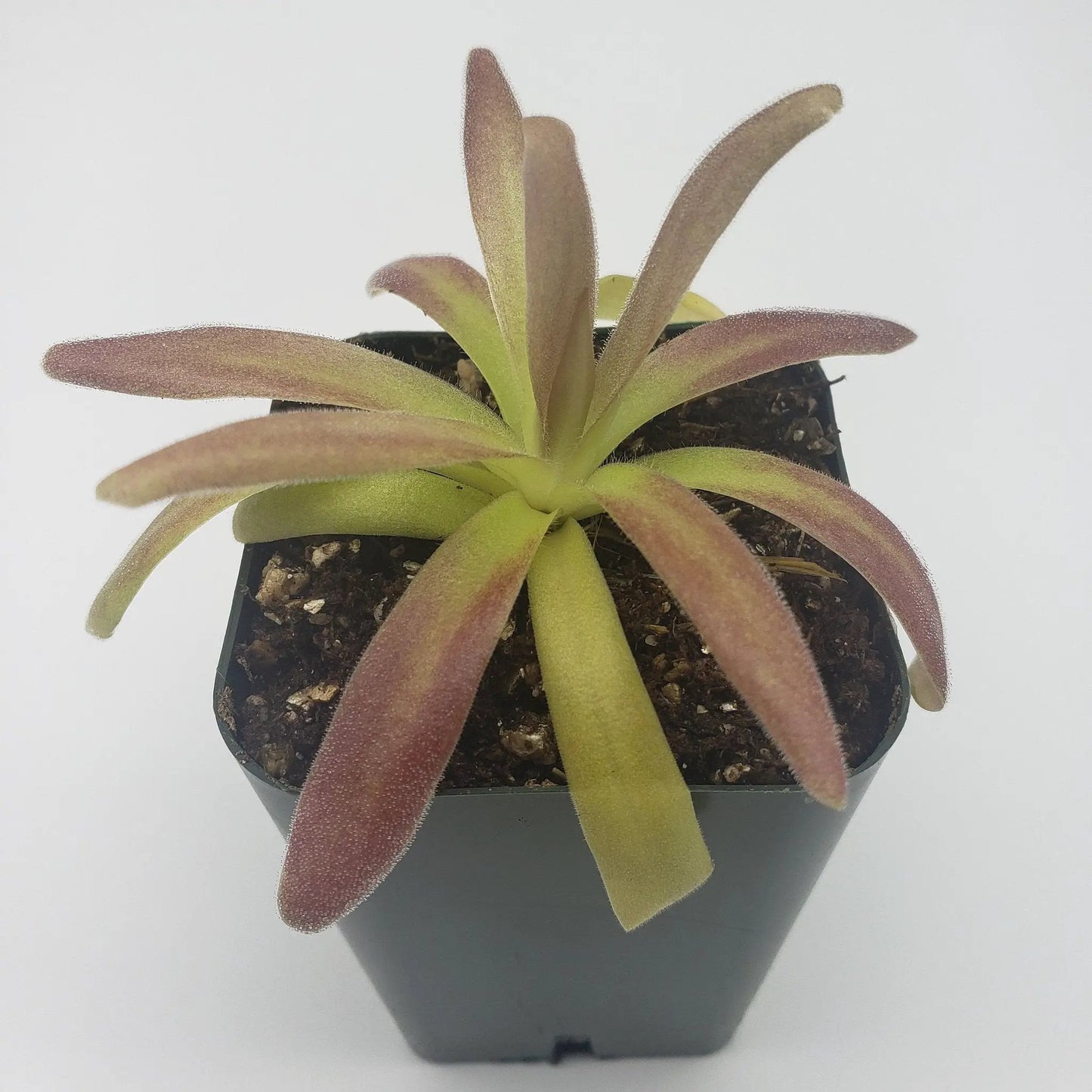 Pinguicula agnata 'El Lobo' x moctezumae - Tampa Home & Garden Store