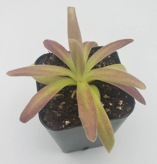 Pinguicula agnata El Lobo x moctezumae butterwort rosette with pink-tinged leaves in a pot on Tampa Home & Garden Store