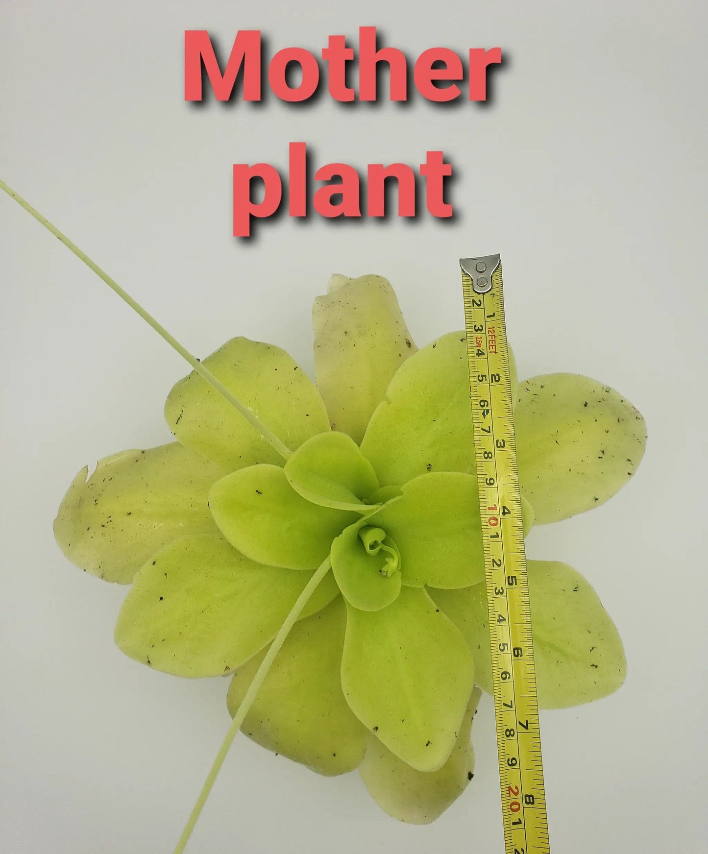 Pinguicula gigantea Butterwort lime-green rosette with scale tape Rainbow Carnivorous Plants on Tampa Home & Garden Store