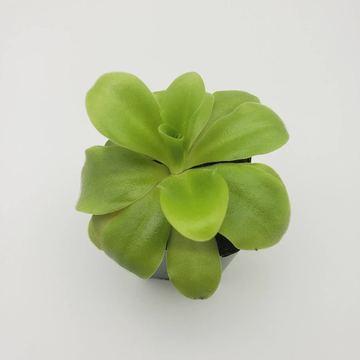 Pinguicula agnata 'El Lobo' x 'Huahuapan' - Tampa Home & Garden Store