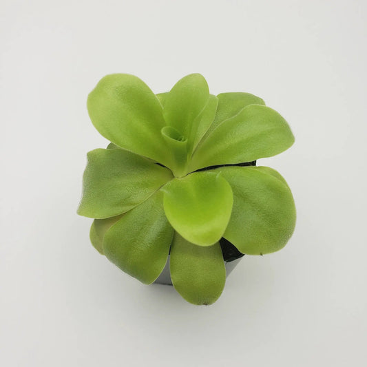 Pinguicula agnata el Lobo x Huahuapan butterwort rosette, bright lime green on Tampa Home & Garden Store