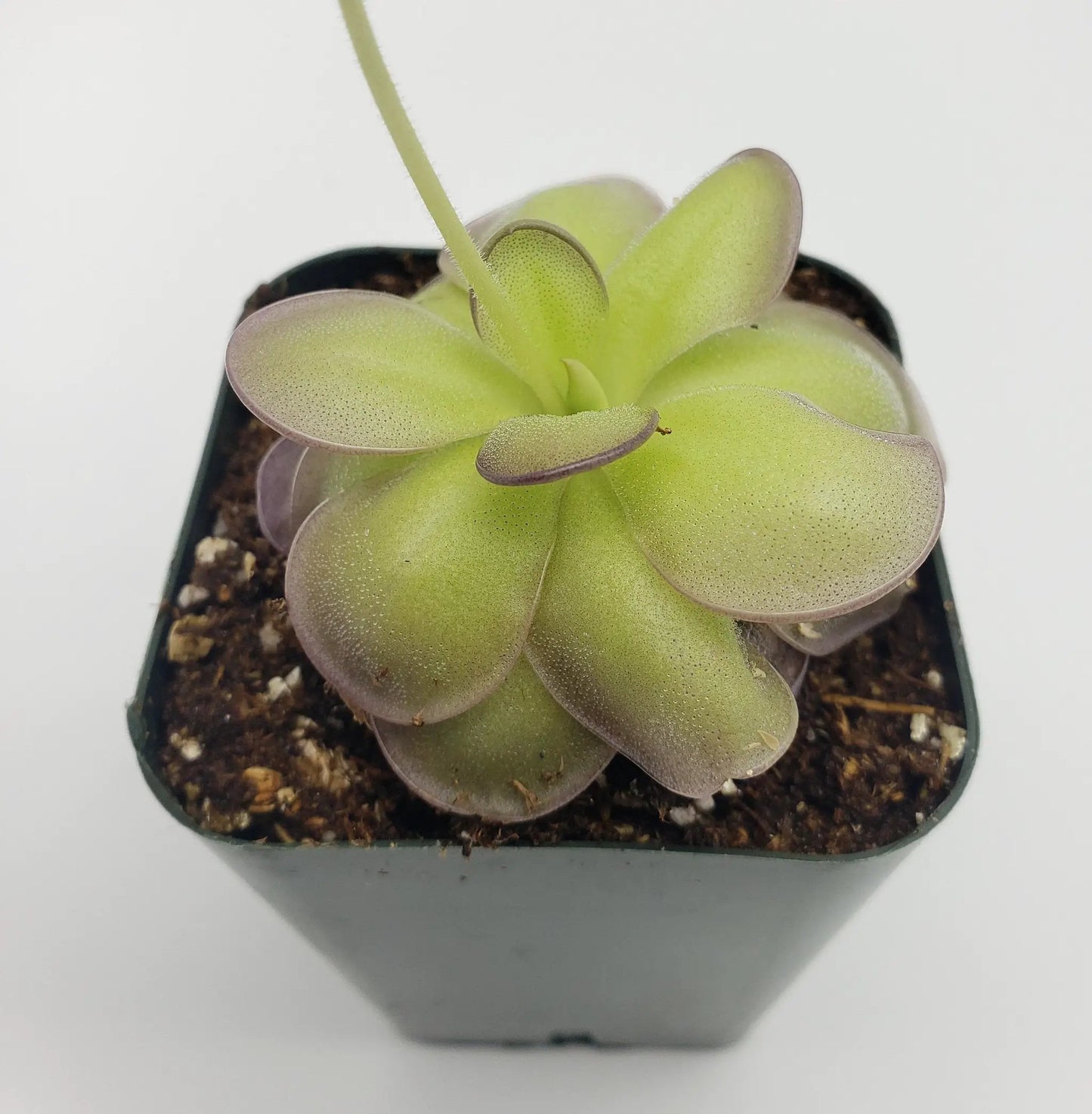 Pinguicula hemiepiphytica x cyclosecta - Tampa Home & Garden Store
