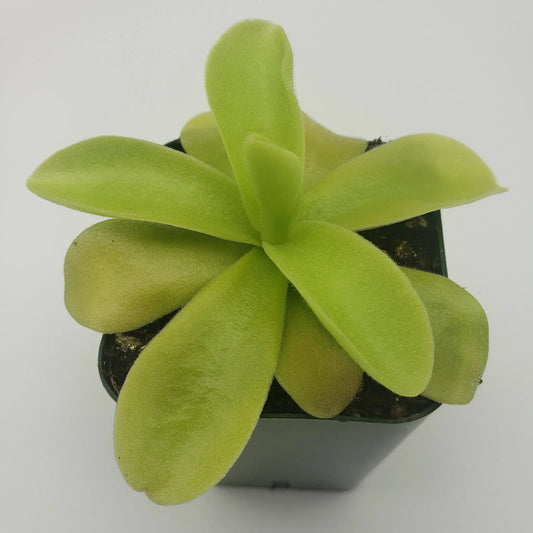 Pinguicula gigantea butterwort plant with lime-green velvety leaves in a pot on Tampa Home & Garden Store