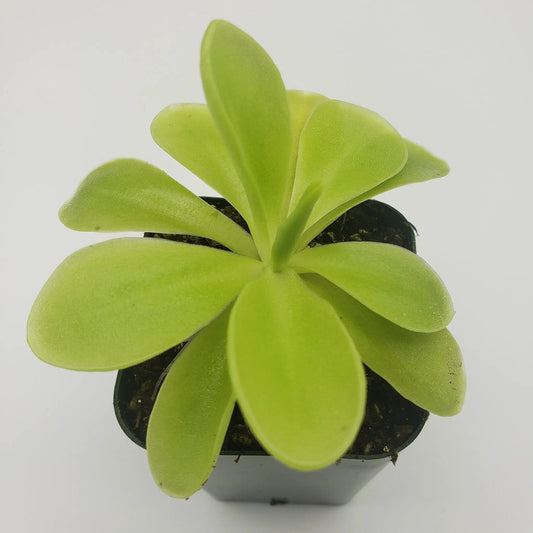 Butterwort Pinguicula gigantea x Huahuapan plant with lime-green, broad leaves in a pot on Tampa Home & Garden Store