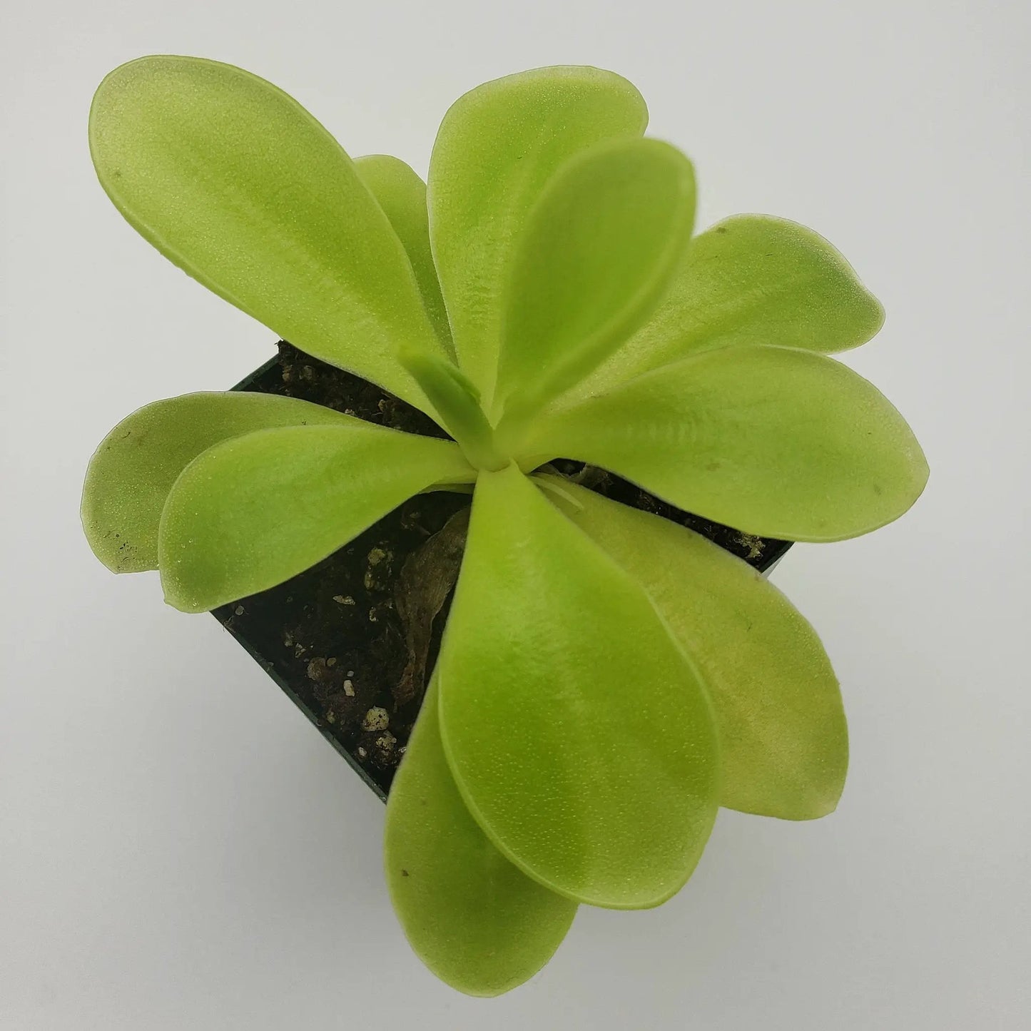 Pinguicula gigantea x 'Huahuapan' - Tampa Home & Garden Store