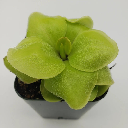 Pinguicula Huahuapan butterwort plant with lime-green rosettes and dew-dotted leaves in a pot on Tampa Home & Garden Store