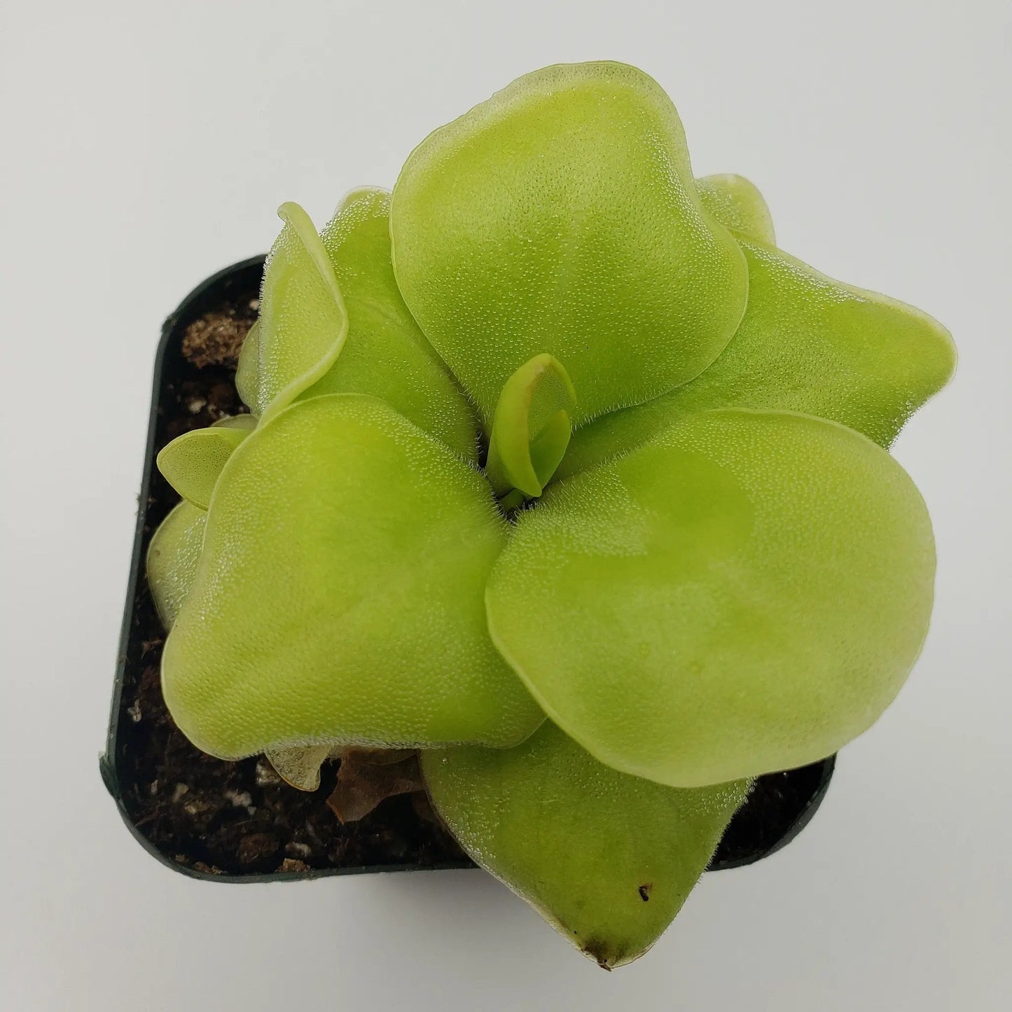 Pinguicula Huahuapan - Tampa Home & Garden Store