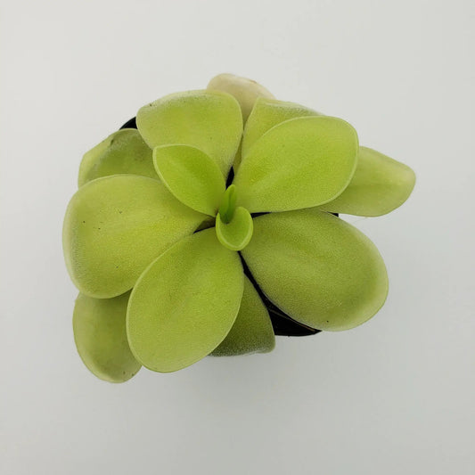 Pinguicula gigantea alba x huahuapan butterwort rosette with lime-green leaves in a pot on Tampa Home & Garden Store