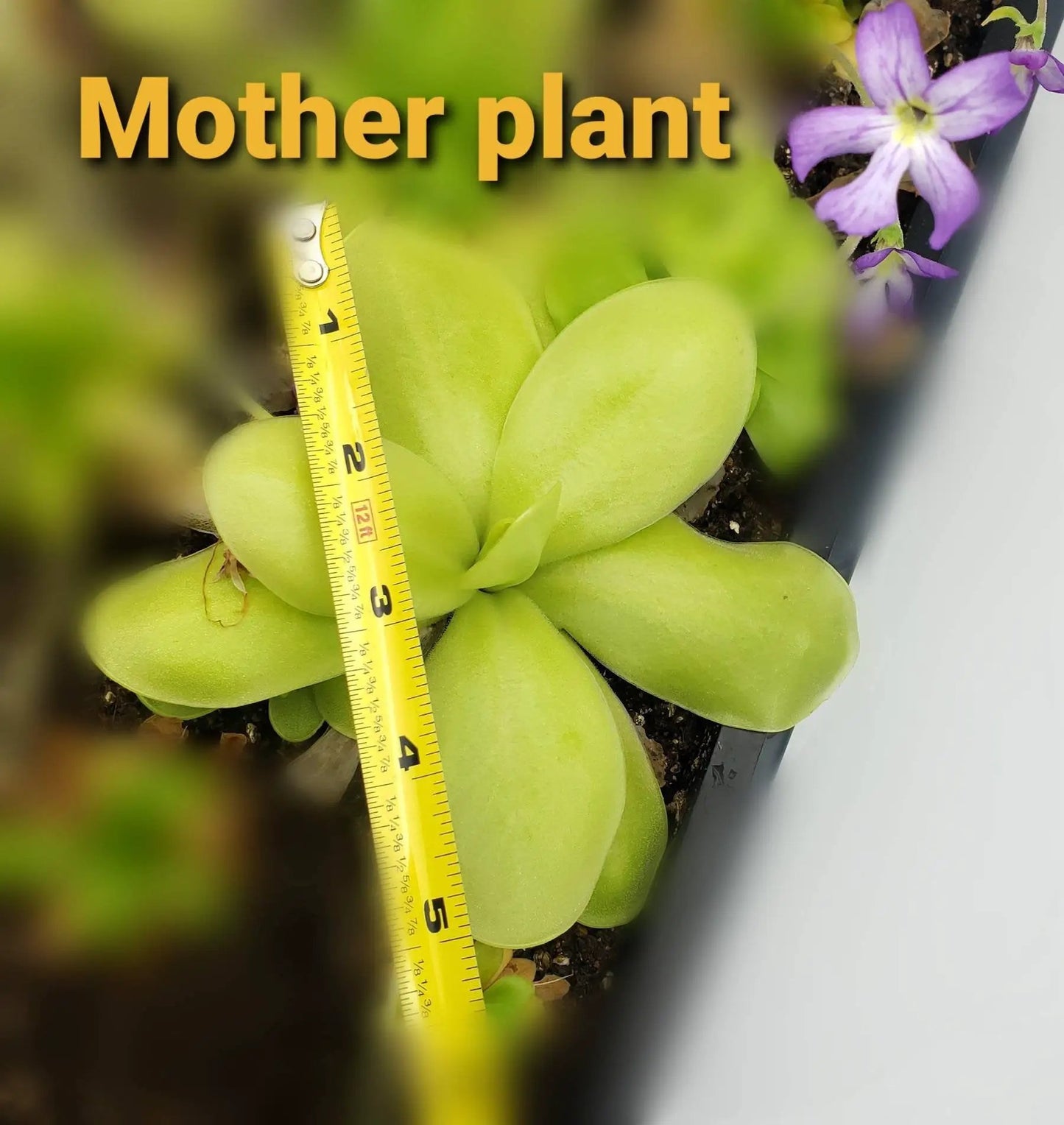 Pinguicula gigantea alba x 'Huahuapan' - Tampa Home & Garden Store